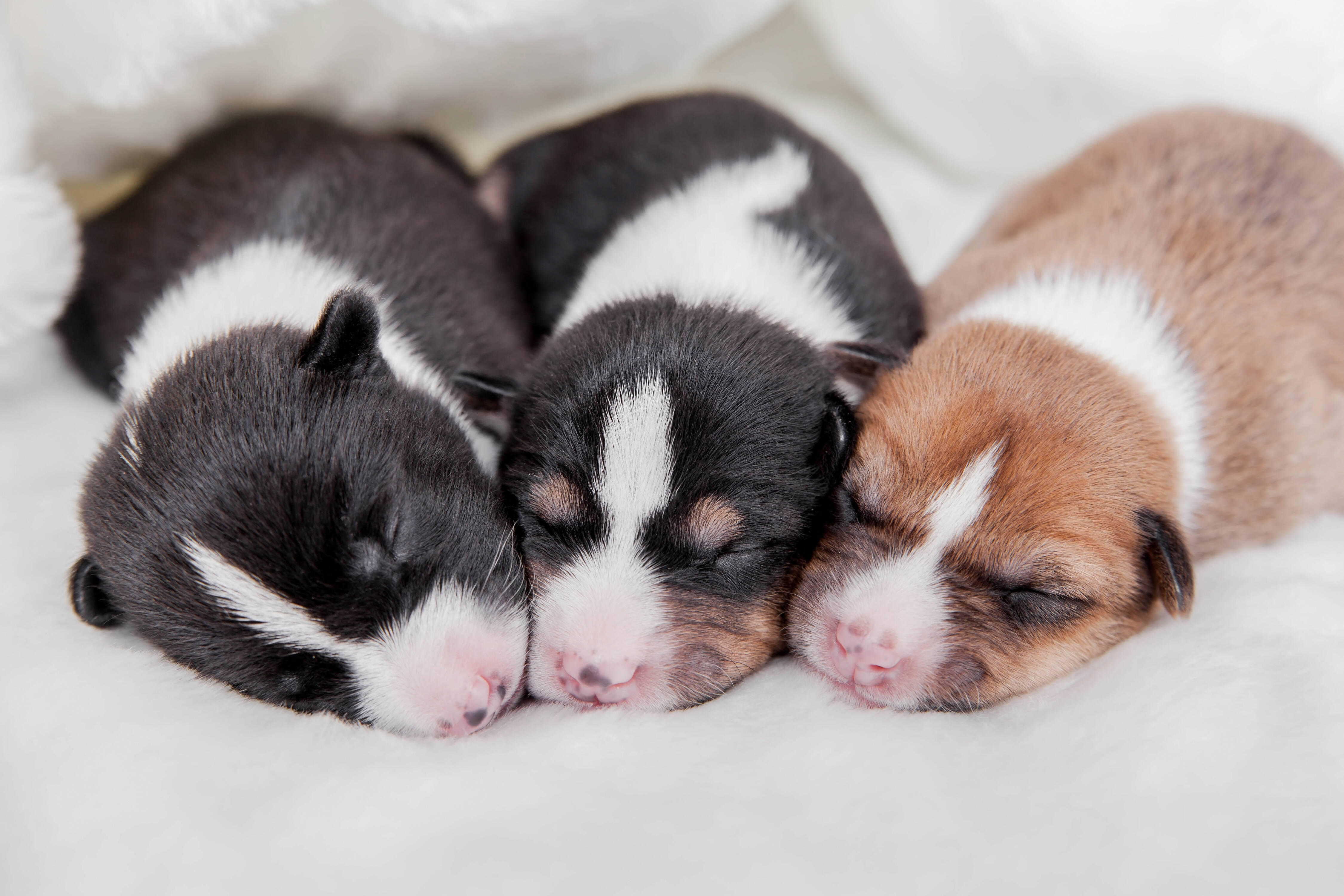 Deve-se evitar pegar os filhotes de cachorro recém nascidos. Foto: shutterstock 