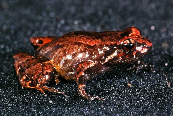 No norte da Amazônia, especificamente em uma montanha, o canto de um sapo atraiu a atenção dos pesquisadores. Tratava-se de uma espécie nova, que foi capturada por cientistas, que dois anos depois definiram sua identidade: Neblinaphryne imeri Reprodução: Flipar