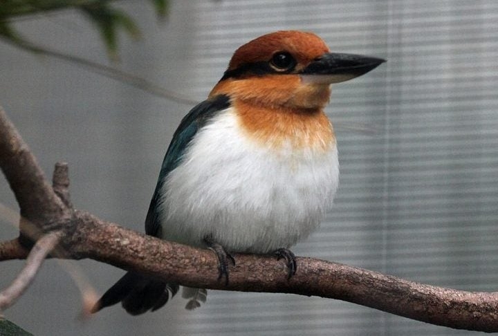 Por décadas, a espécie sobreviveu apenas em zoológicos e centros de conservação, com uma população global estimada em menos de 150 indivíduos. Reprodução: Flipar
