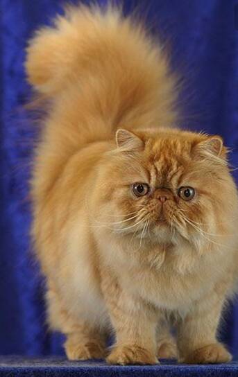 O gato persa é uma das raças mais conhecidas . Foto: Reprodução
