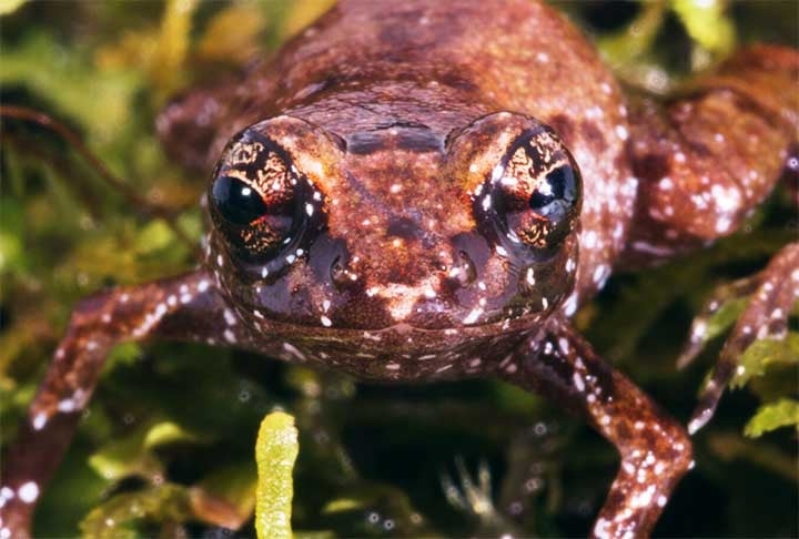 O Neblinaphryne imeri é predominantemente marrom, com pintinhas brancas e algumas manchas amarelas espalhadas pelo corpo (sobretudo na porção ventral). As fêmeas são um pouco maiores do que os machos, que cantam predominantemente ao amanhecer e ao entardecer. Reprodução: Flipar