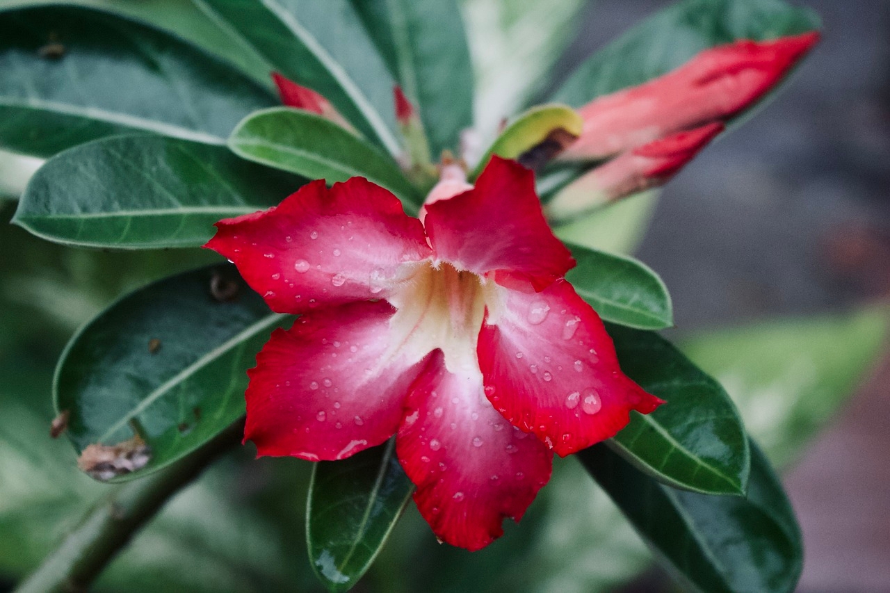 Adenium obesum, ou flor-do-deserto, tem origem na África, especialmente em países como Tanzânia e Quênia. Também é cultivada na Tailândia. Adaptada a regiões áridas, floresce no verão, exibindo pétalas vermelhas vibrantes que contrastam com seu caule espesso.
 Reprodução: Flipar