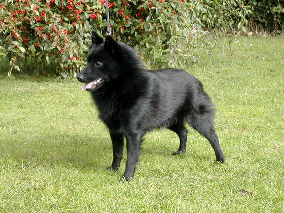 A desobediência do Schipperke o fez receber o apelido de "pequeno demônio" 