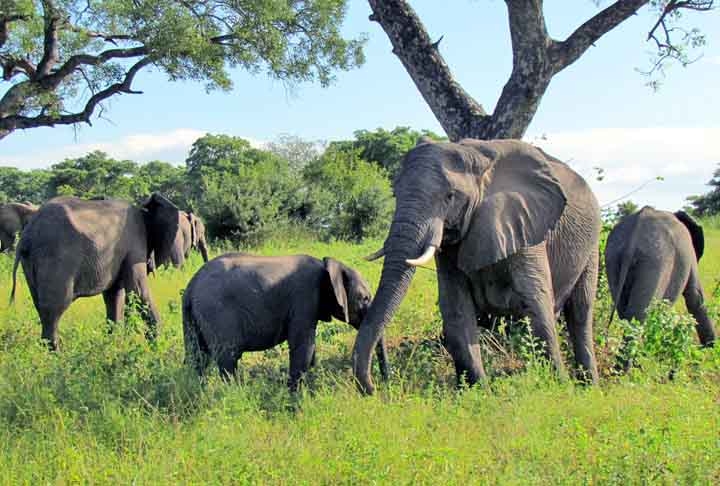 Os parques nacionais africanos, nas regiões da savana africana são importantes pelo turismo com safári de observação e fotográfico, ao contrário de antigamente onde havia a caçada de animais selvagens. Reprodução: Flipar