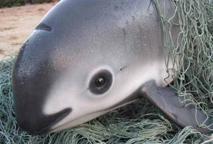 O que acontece é que, essas redes de pesca, feitas para pegar totoabas, acabam pegando vaquitas por engano.  Reprodução: Flipar