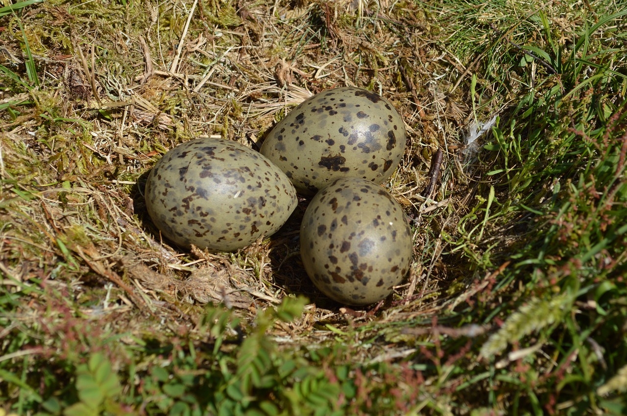 Na Inglaterra , ovos de gaivota são apreciados. E, certa vez, seu consumo chegou a ser recomendado em Gloucestershire para reduzir a proliferação dessas aves Reprodução: Flipar