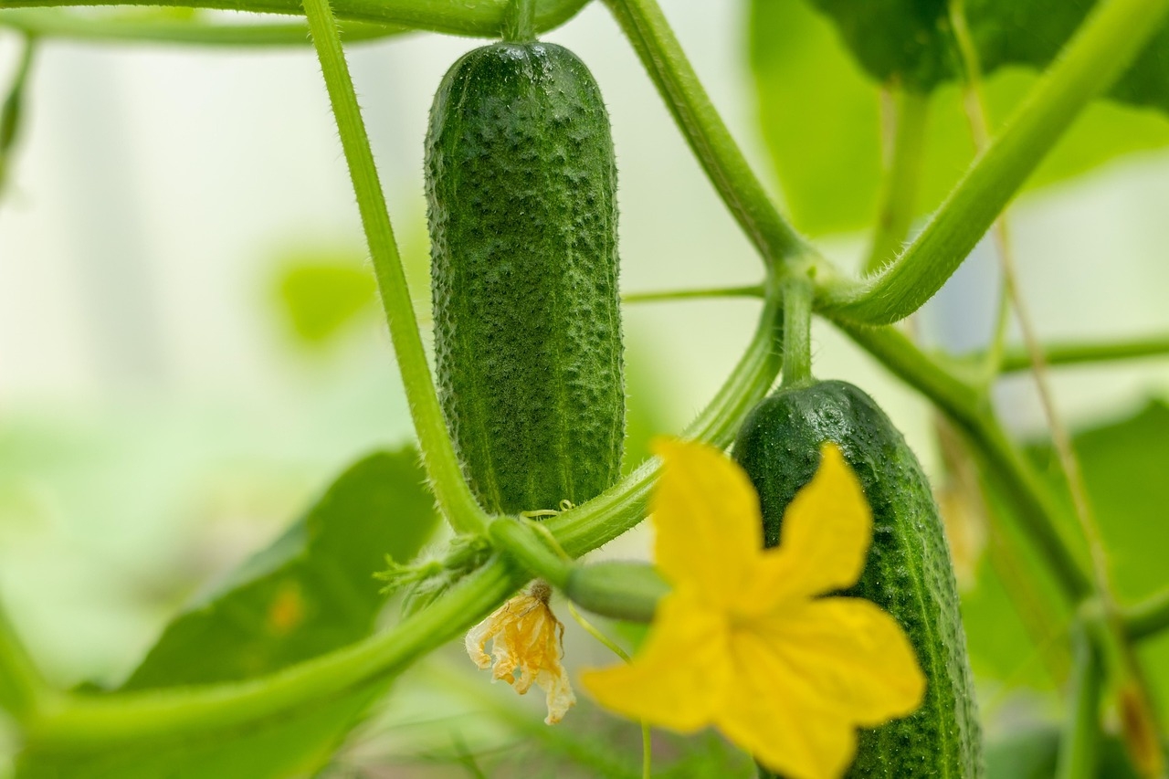 A saúde cardiovascular também se beneficia do consumo regular de pepino. Afinal, é rico em fibras, antioxidantes, potássio e magnésio, elementos que ajudam a reduzir o colesterol LDL (o colesterol ruim), a controlar a pressão arterial e a promover a circulação sanguínea saudável. Reprodução: Flipar