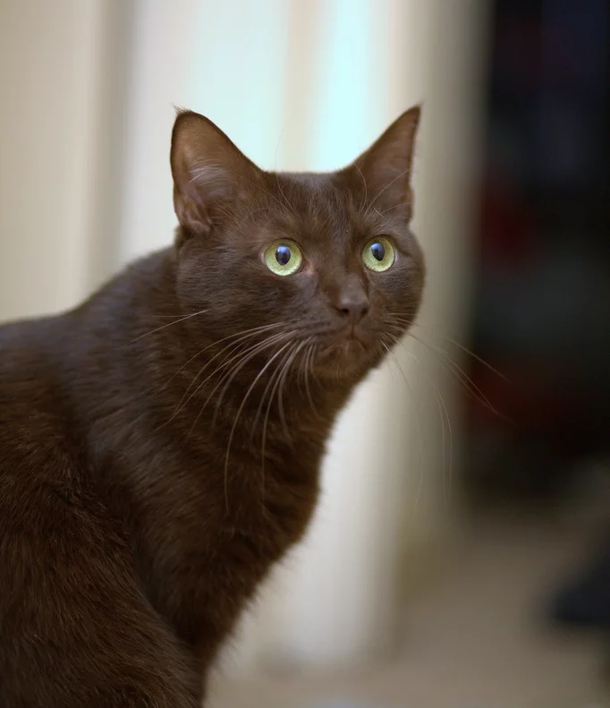 Havana Brown - Resultado do cruzamento de gato siamês com gato preto, na Inglaterra, nos anos 1950. Geralmente, são marrons, em tom escuro, com olhos verdes que chamam muito a atenção. Vivem entre 8 e 13 anos.   Reprodução: Flipar