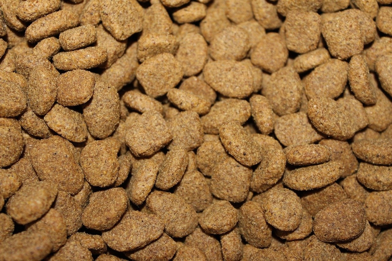 O comportamento do animal diferia muito do de um cachorro. O aspecto que mais chamou atenção dos cuidadores foi o suposto cão recusar-se a comer ração. Reprodução: Flipar