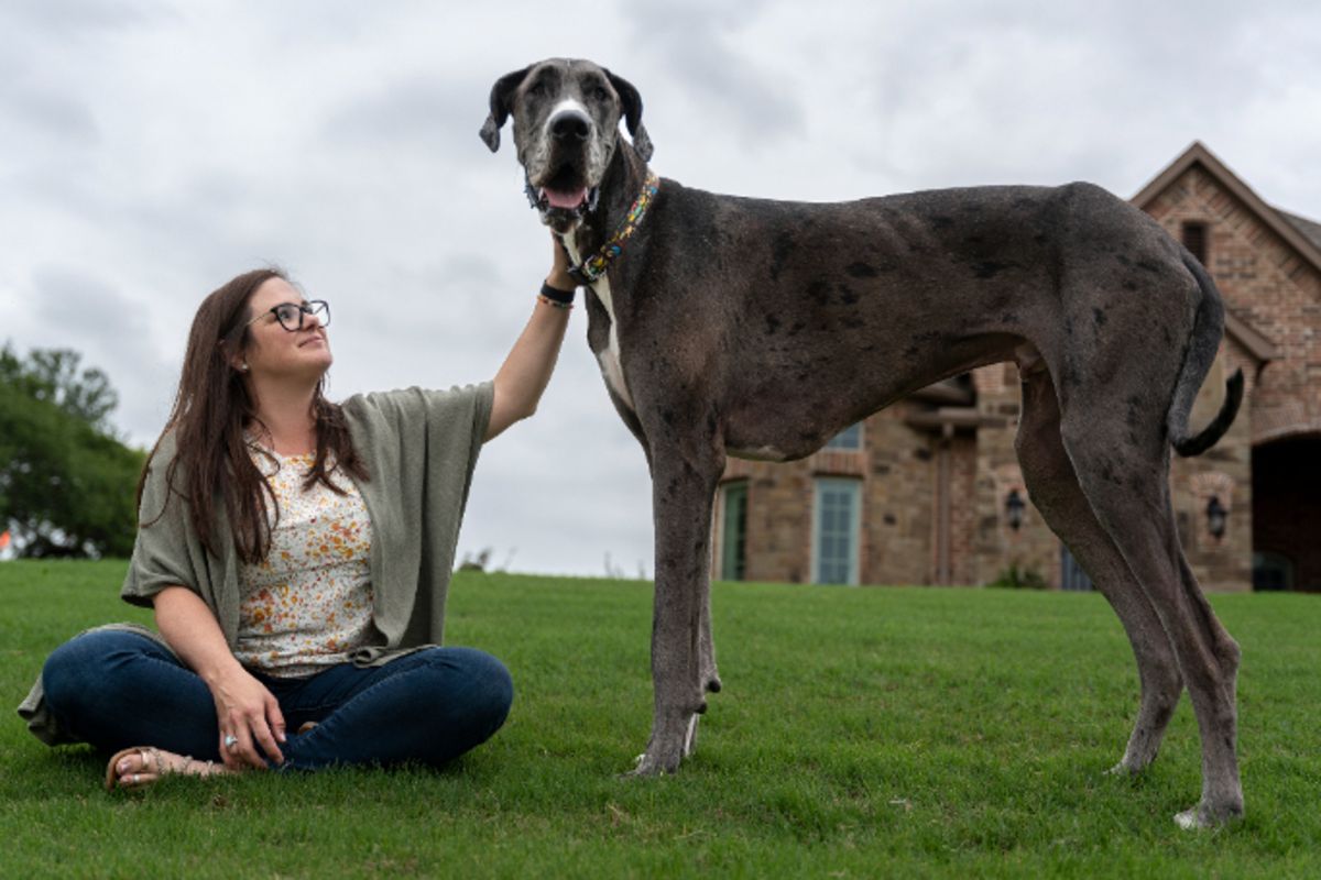 Britanny Davis e Zeus, o maior cachorro vivo do mundo. Foto: Reprodução/Guinness World Records