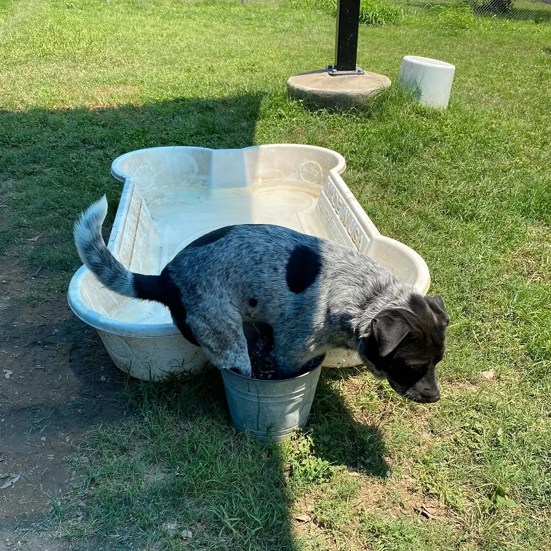 O balde encaixa perfeitamente. Foto:  Austin Animal Center