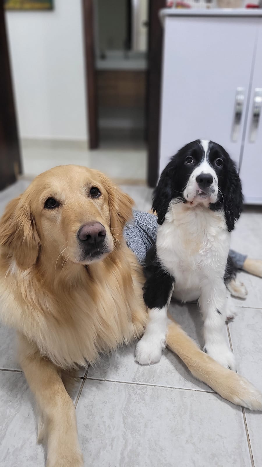 Skyy e sua melhor amiga canina, a Golden Retriever chamada Tequila