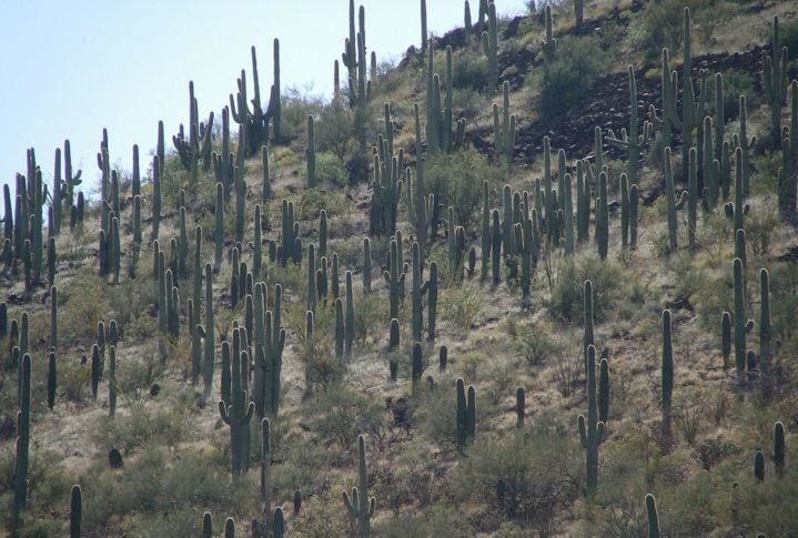 O Parque Nacional Saguaro é um dos destinos mais procurados de Tucson. O lugar abriga milhares de cactos saguaro, alguns dos quais têm mais de 150 anos! Reprodução: Flipar
