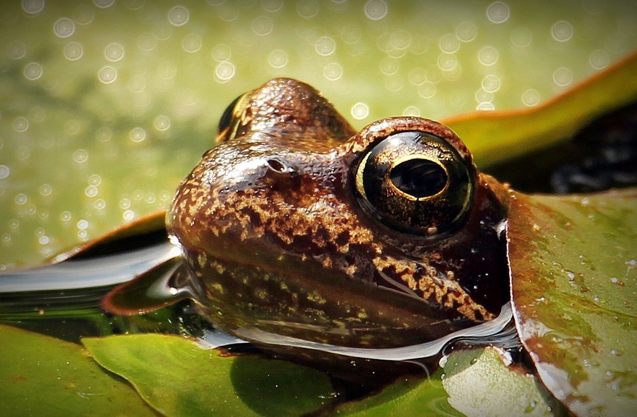 Eles são animais ectotérmicos, ou seja, bichos de sangue frio. Sua temperatura corporal muda de acordo com a temperatura do ambiente em que eles estão. Reprodução: Flipar