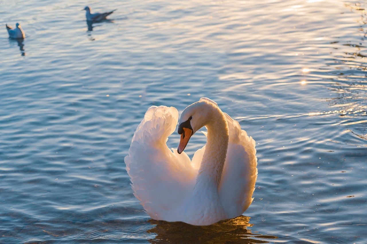 Os cisnes são aves da família Anatidae, pertencentes ao gênero Cygnus. Seus parentes mais próximos são os gansos e os patos, que formam a tribo Cignini e são integrantes da subfamília Anserinae. Reprodução: Flipar