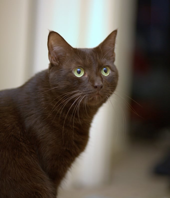 Havana Brown - Resultado do cruzamento de gato siamês com gato preto, na Inglaterra, nos anos 1950. Geralmente, são marrons, em tom escuro, com olhos verdes que chamam muito a atenção. Vivem entre 8 e 13 anos.   Reprodução: Flipar