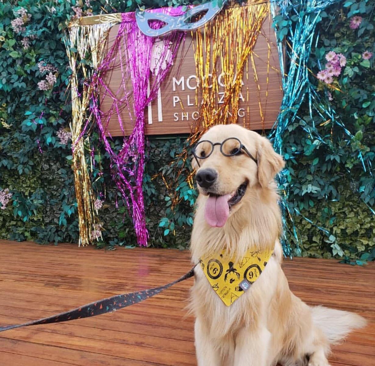 Bailinho de Carnaval pet friendly com entrada gratuita Divulgação