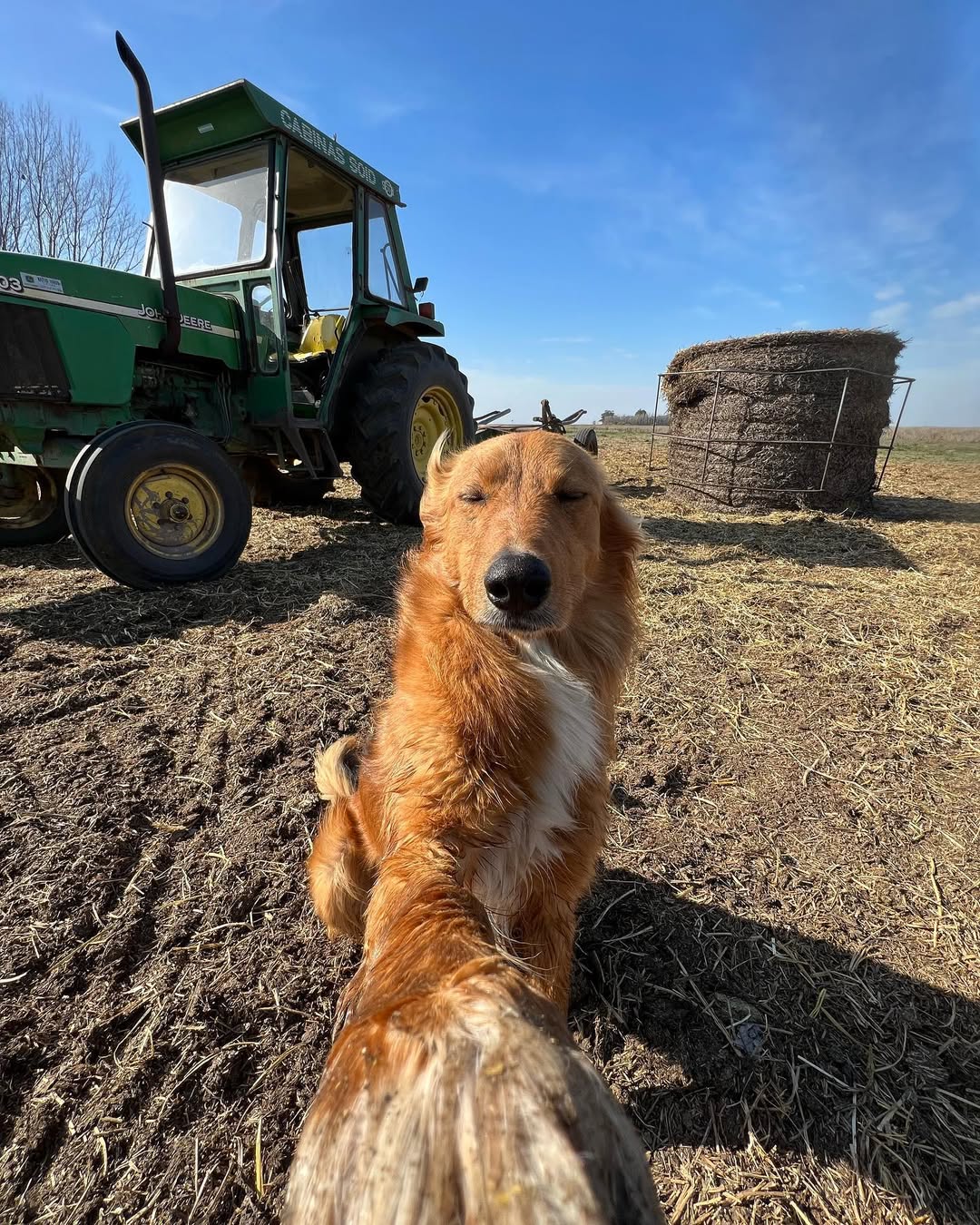 Fotos do golden retriever Preguntale no Instagram Instagram