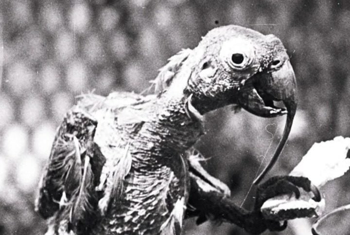 O animal, que virou uma lenda na Austrália, morreu em 1916. O papagaio chegou a dar a volta ao mundo pelo menos sete vezes(!), já que seu dono era um capitão de navio. Reprodução: Flipar