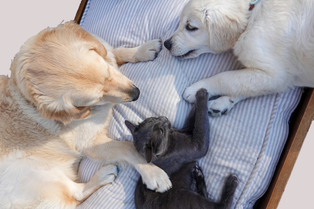 O Azul Russo convive bem com outros animais de estimação. Foto: Alexandra Bilham/Pexels