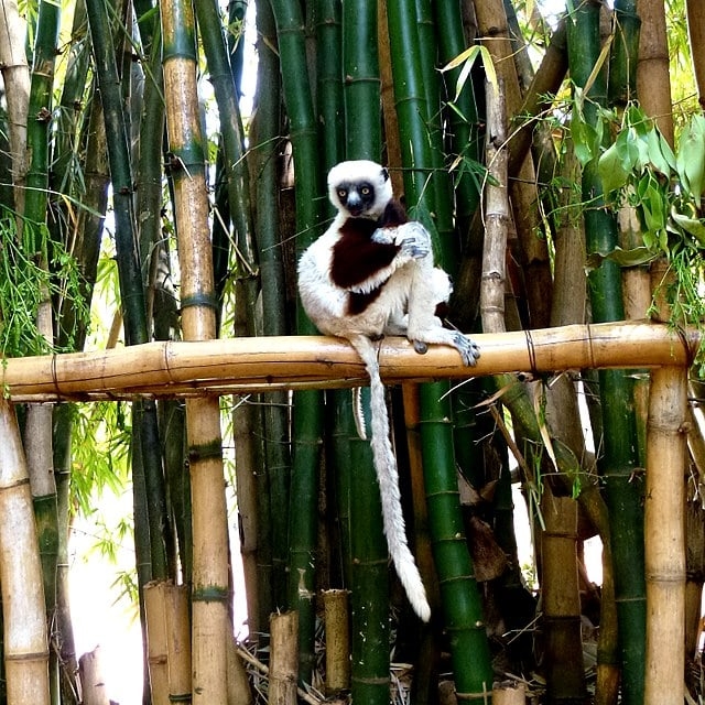 Descrita iniciamente em 1867 como uma subespécie do sifaka-de-verreaux, foi elevada à categoria de espécie em 2001. Reprodução: Flipar
