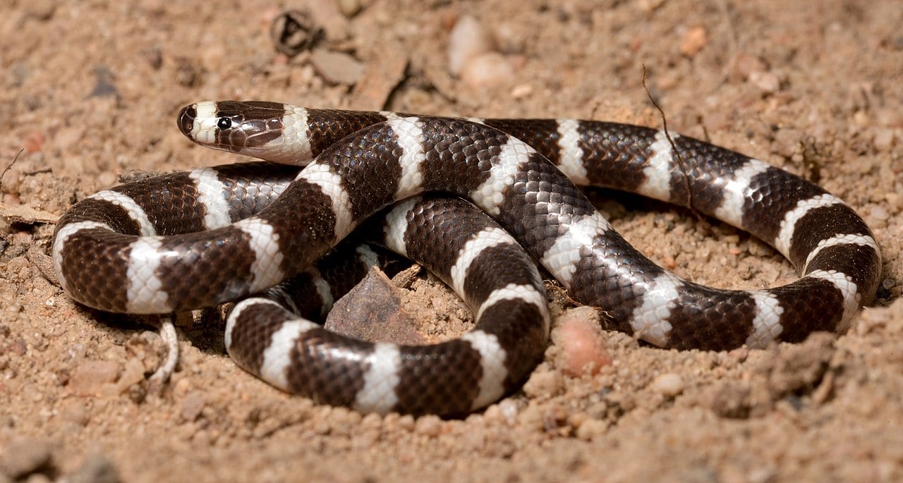 Bandy-bandy - Cobra de escamas lisas e brilhantes com um padrão distinto de anéis pretos e brancos ao longo de todo o corpo. Essa espécie é endêmica da Austrália.   Reprodução: Flipar