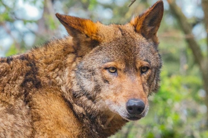 Existem quatro espécies principais de lobo: o lobo-cinzento (o mais comum entre todos), o lobo-vermelho (encontrado no sudeste dos EUA, mas ameaçado de extinção), o lobo-etíope (nativo da Etiópia) e o lobo-guará (comum na América do Sul).

 Reprodução: Flipar