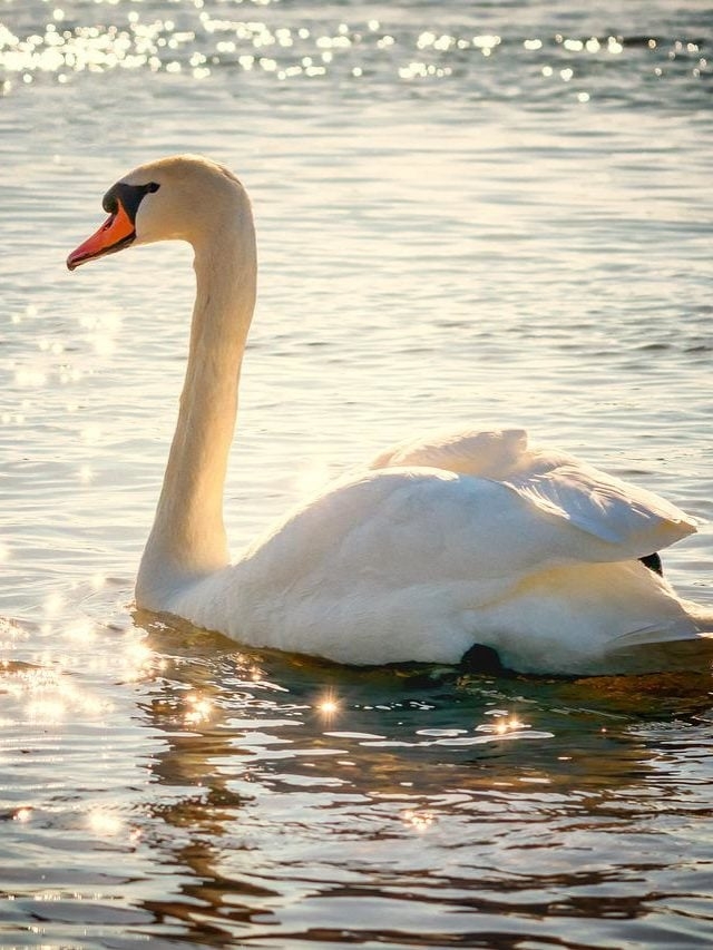 CISNE- Os cisnes são aves aquáticas grandes, podendo medir até 1,5 metro de comprimento e pesar cerca de 15 kg, com uma envergadura que pode chegar a 2,4 metros. Possuem pescoço longo, bico largo e plumagem geralmente branca ou preta, dependendo da espécie.
 Reprodução: Flipar