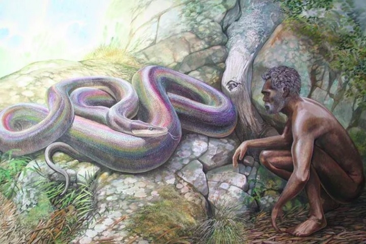 Estima-se que a wonambi podia chegar até 6 metros de comprimento. Era uma constritora não-venenosa e pode ter coexistido com os primeiros aborígenes australianos. Reprodução: Flipar
