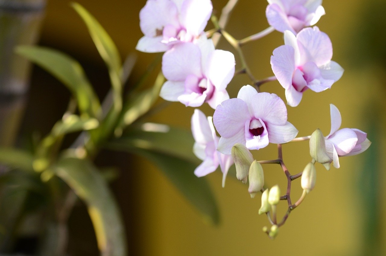 Cuidar de orquídeas em casa pode ser uma experiência gratificante, especialmente se você conhecer suas necessidades básicas. Aqui estão algumas dicas importantes  Reprodução: Flipar