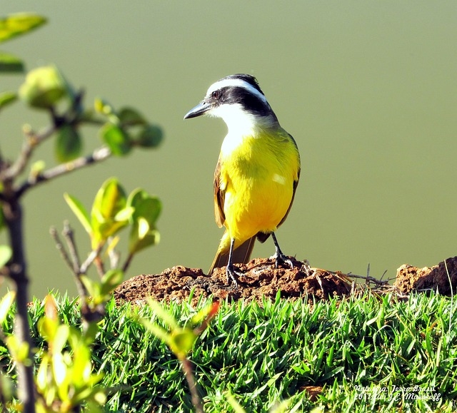 É comum encontrá-lo em matas, margens de rios, florestas, pastagens, praias e cidades, adaptando-se facilmente ao habitat. O ninho, por sua vez, fica normalmente em local visível, como árvores cerradas e altas, assim como nas cavidades dos geradores de postes. Reprodução: Flipar