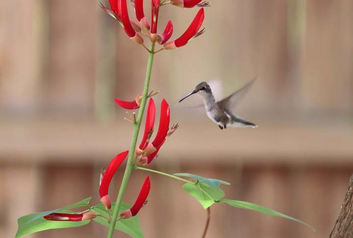 Por gastarem tanta energia, os beija-flores precisam comer quatro a cinco vezes o seu próprio peso. Eles gostam especialmente de flores com formato tubular, principalmente as vermelhas ou amarelas. Reprodução: Flipar