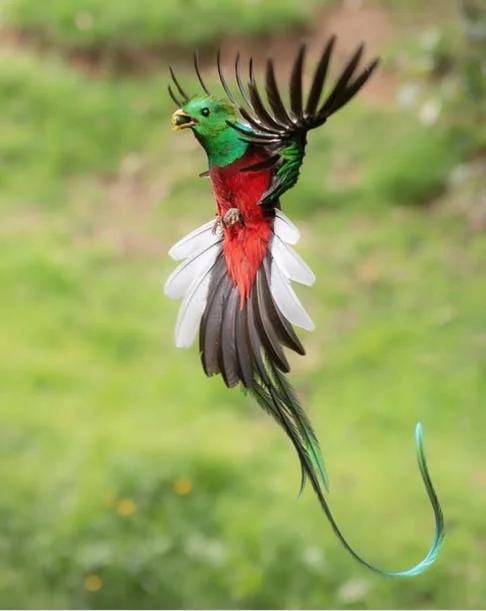 Quetzal- O pássaro é considerado sagrado e um símbolo nacional de alguns países da América Central. Há cinco espécies reconhecidas. O macho possui cauda longa e brilhante, que pode chegar a medir 1 metro de comprimento. Reprodução: Flipar