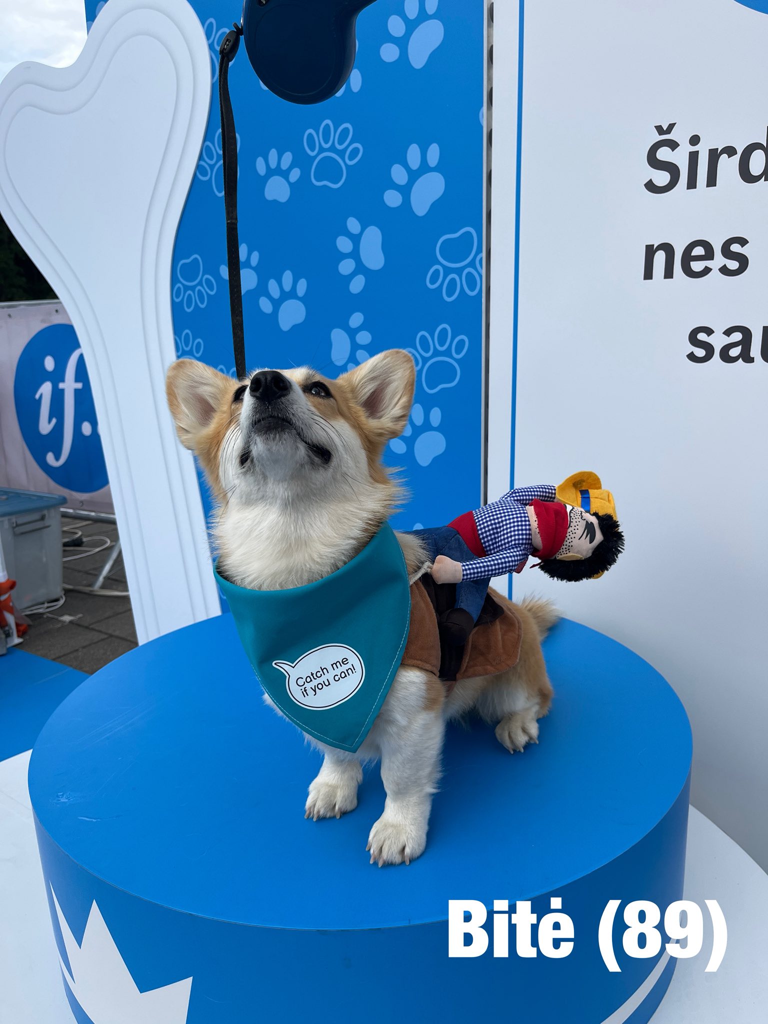 Corrida de Corgis reúne competidores fantasiados na Lituânia. Foto: Facebook/Corgi Race Vilnius