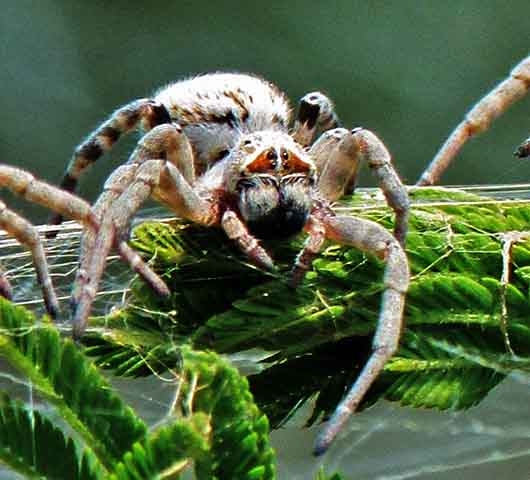 Segundo os estudos, o comportamento das aranhas sociais africanas varia drasticamente ao longo do tempo, influenciado por fatores como fome e ambiente. Reprodução: Flipar