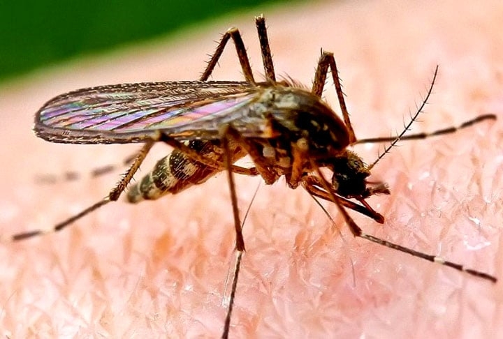 A adolescente foi picada pelo mosquito-palha, transmissor da leishmaniose, uma doença que começa com úlceras na pele e febre e pode levar à morte, se for ignorada.   Reprodução: Flipar
