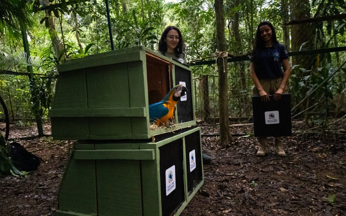 Araras-canindés voltam à Floresta da Tijuca após dois séculos de extinção. Foto: Divulgação/Flavia Zagury