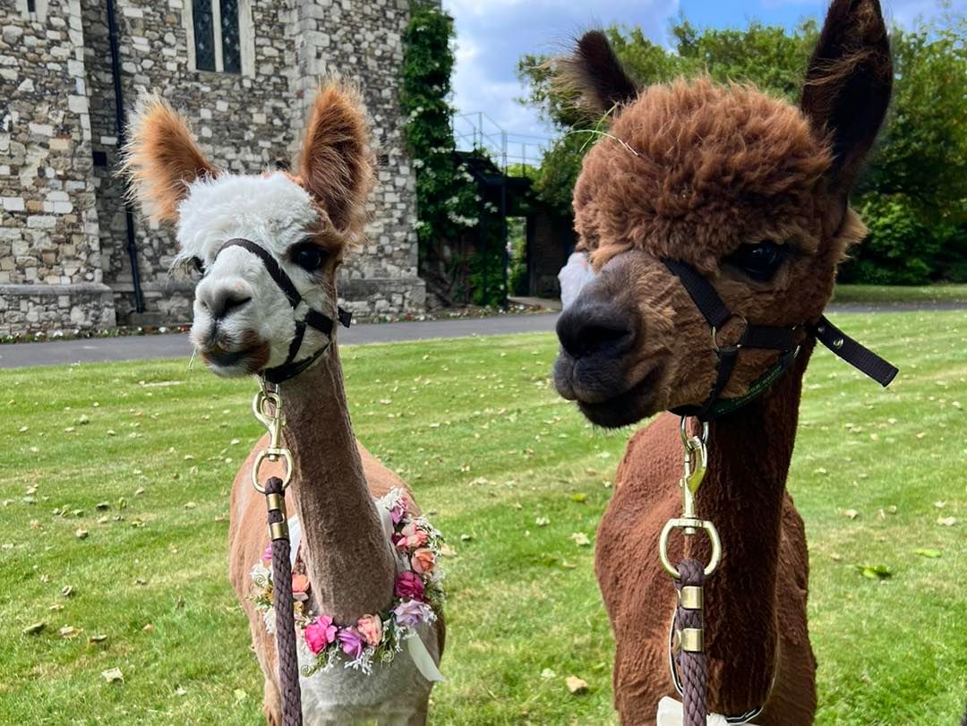 Jon e Jameela começaram sua fazenda com apenas uma alpaca em 2019 – agora, eles têm 15.. Foto: Reprodução/Instagram