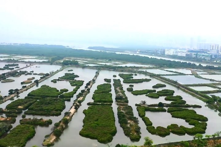 Após anos de pesquisa, cientistas revelaram a identificação de uma nova espécie de água-viva-caixa na Reserva Natural de Mai Po, em Hong Kong. Reprodução: Flipar