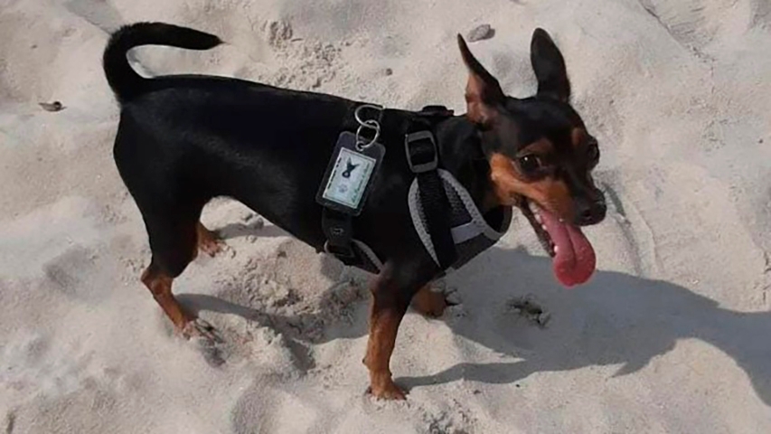 Em 16/6/2022, a cadelinha Jolie (foto), de 1 ano e meio, foi morta por um pitbull ao passear no Rio de Janeiro. O dono de Jolie disse que o pitbull pertencia ao dono de uma banca onde eles pararam para ver CDs. Estava sem coleira e sem focinheira.  Reprodução: Flipar