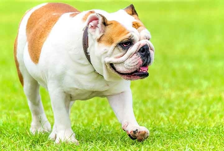 Bulldog Inglês: Naturalmente compacto e musculoso, tem tendência a ganhar peso devido ao metabolismo mais lento. É  robusto, de porte médio e aparência forte, com um rosto enrugado e focinho achatado. É leal, calmo e afetuoso, geralmente paciente e excelente com crianças, apesar de seu lado teimoso. Reprodução: Flipar