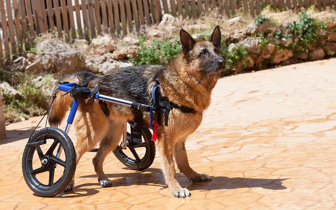 cadeira de rodas para cachorros. Foto: Reprodução/ Shutterstock