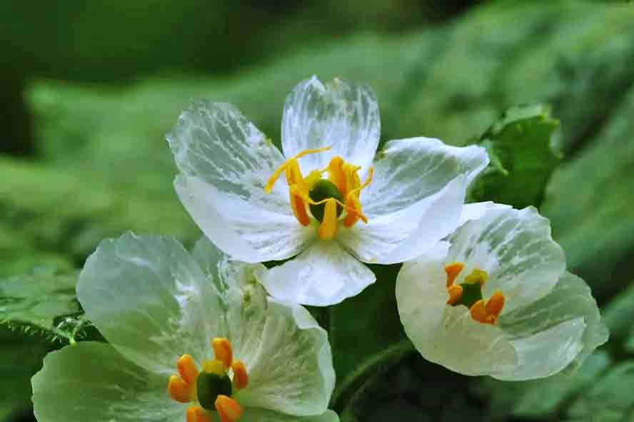 Flor esqueleto (Diphylleia grayi): Essa espécie possui uma característica única e fascinante: suas pétalas se tornam transparentes quando entram em contato com a água. Reprodução: Flipar