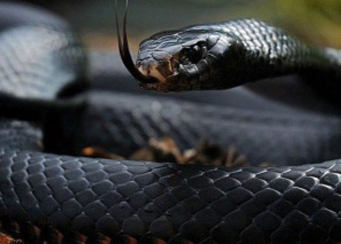 O veneno da mamba-negra tem a ação mas rápida dentre as cobras, se espalhando rapidamente pelo corpo. Se a vítima não procurar auxílio imediato, morre em 20 minutos.  Reprodução: Flipar