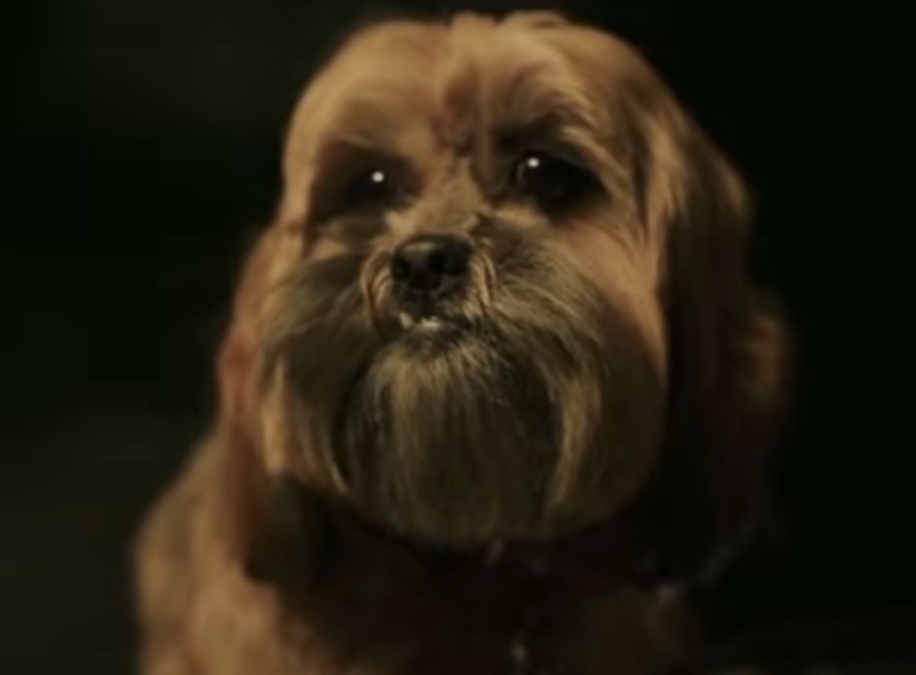 Lhasa Apso- Vive em média de 12 a 15 anos e tem origem no Tibete, na Cordilheira do Himalaia, onde é considerado sagrado. Esses cães possuem pelagem longa e são conhecidos por sua inteligência e lealdade. Reprodução: Flipar