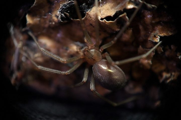 As aranhas-violinistas são noturnas e reclusas, preferindo ambientes quentes, secos e escuros. Elas costumam se esconder em lugares como pedras, troncos, telhas, tijolos, tábuas de madeira e embaixo de móveis. Reprodução: Flipar