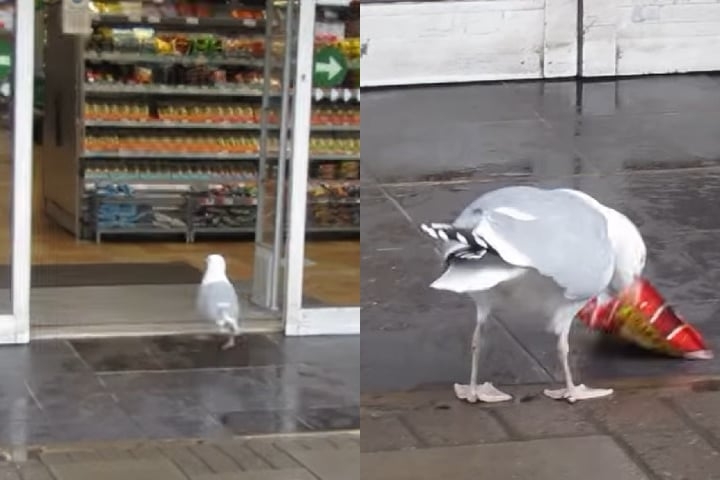 Lá fora, ela começa a dar bicadas no pacote, tentando abri-lo para comer. O vídeo não mostra se a gaivota conseguiu comer as batatas. Reprodução: Flipar