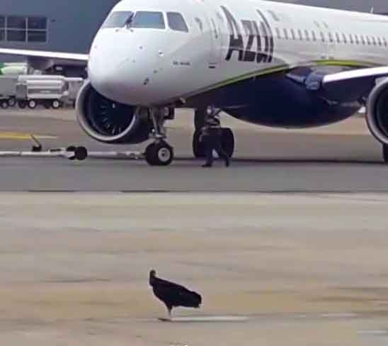 Desse modo, ao consumir animais mortos (necrófago), os urubus ajudam a evitar a propagação de doenças, eliminando bactérias perigosas como as que causam botulismo e peste. Reprodução: Flipar