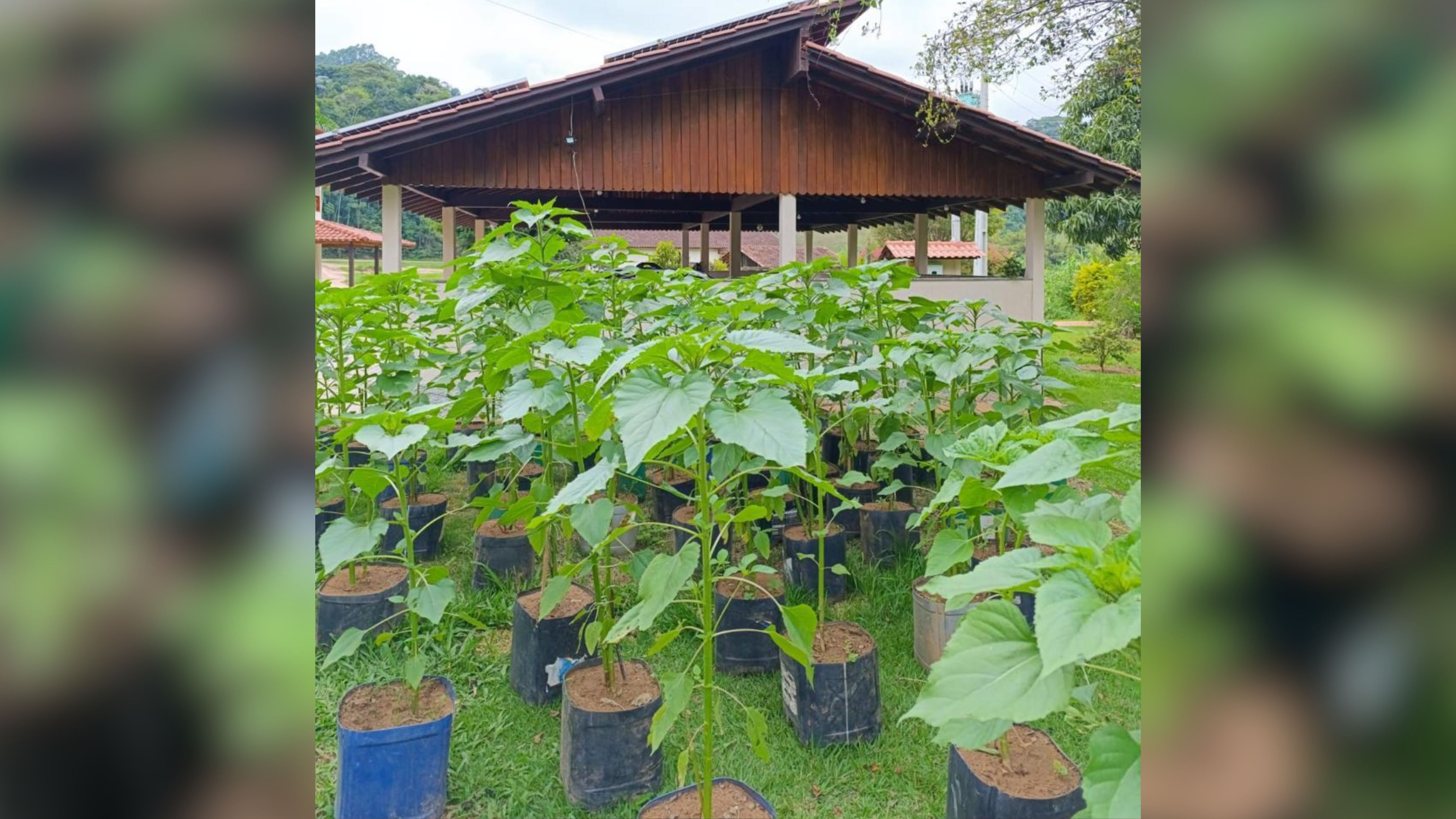 O campo de girassóis cultivado especialmente para o casamento. Foto: Arquivo pessoal