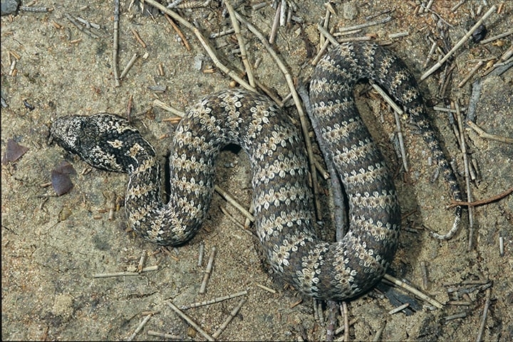 Cobra da Morte - Originária da Austrália. Também é encontrada na Nova Guiné.  Diferentemente da maioria das cobras, que reagem quando provocadas, esta serpente ataca por nada, sem ter sido ameaçada. E tem um dos botes mais rápidos.    Reprodução: Flipar